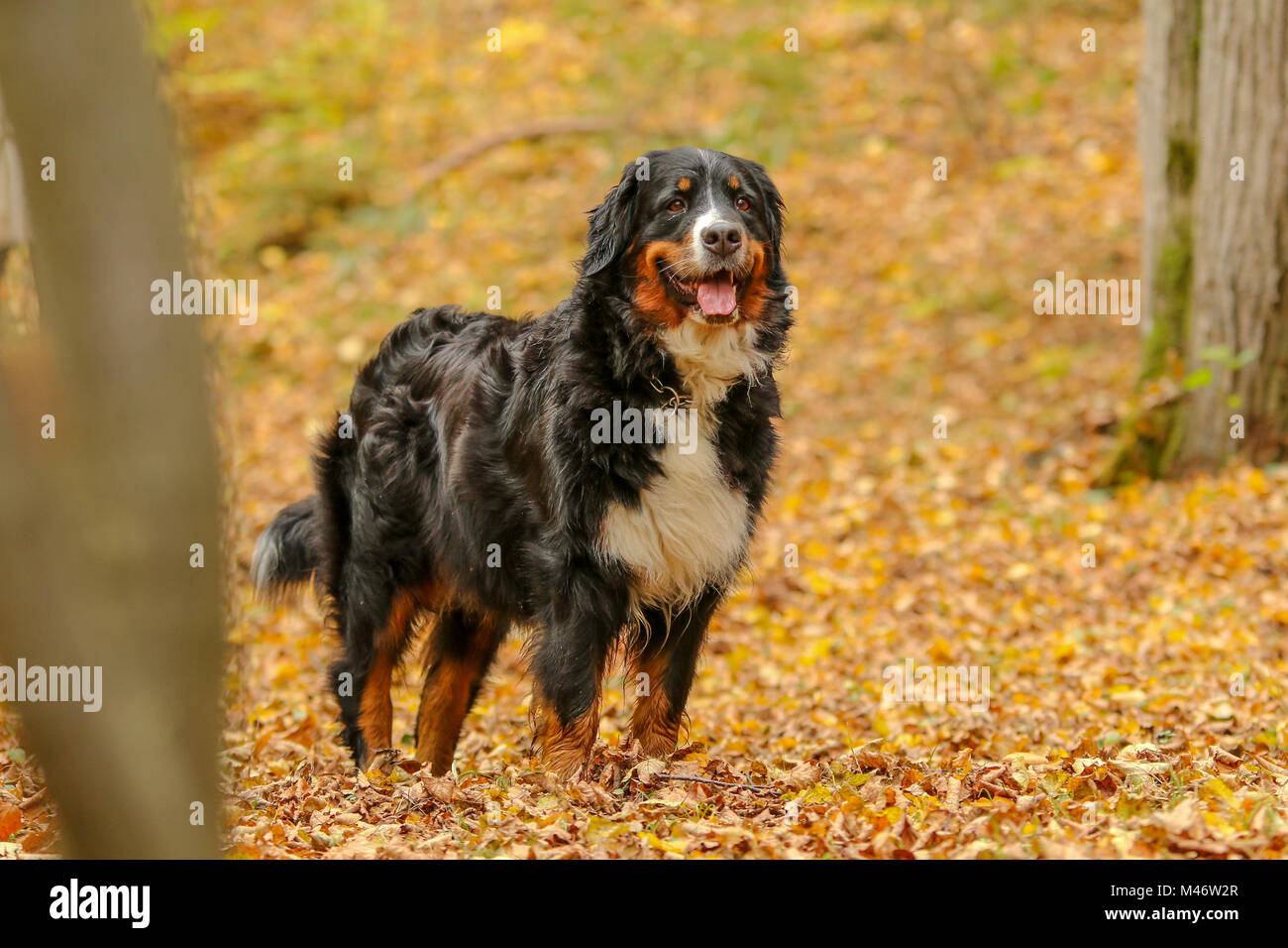 Ein Bild von einem Ständigen nach Berner Sennenhund während der Wanderung zwischen den Blättern in den Wald. Stockfoto
