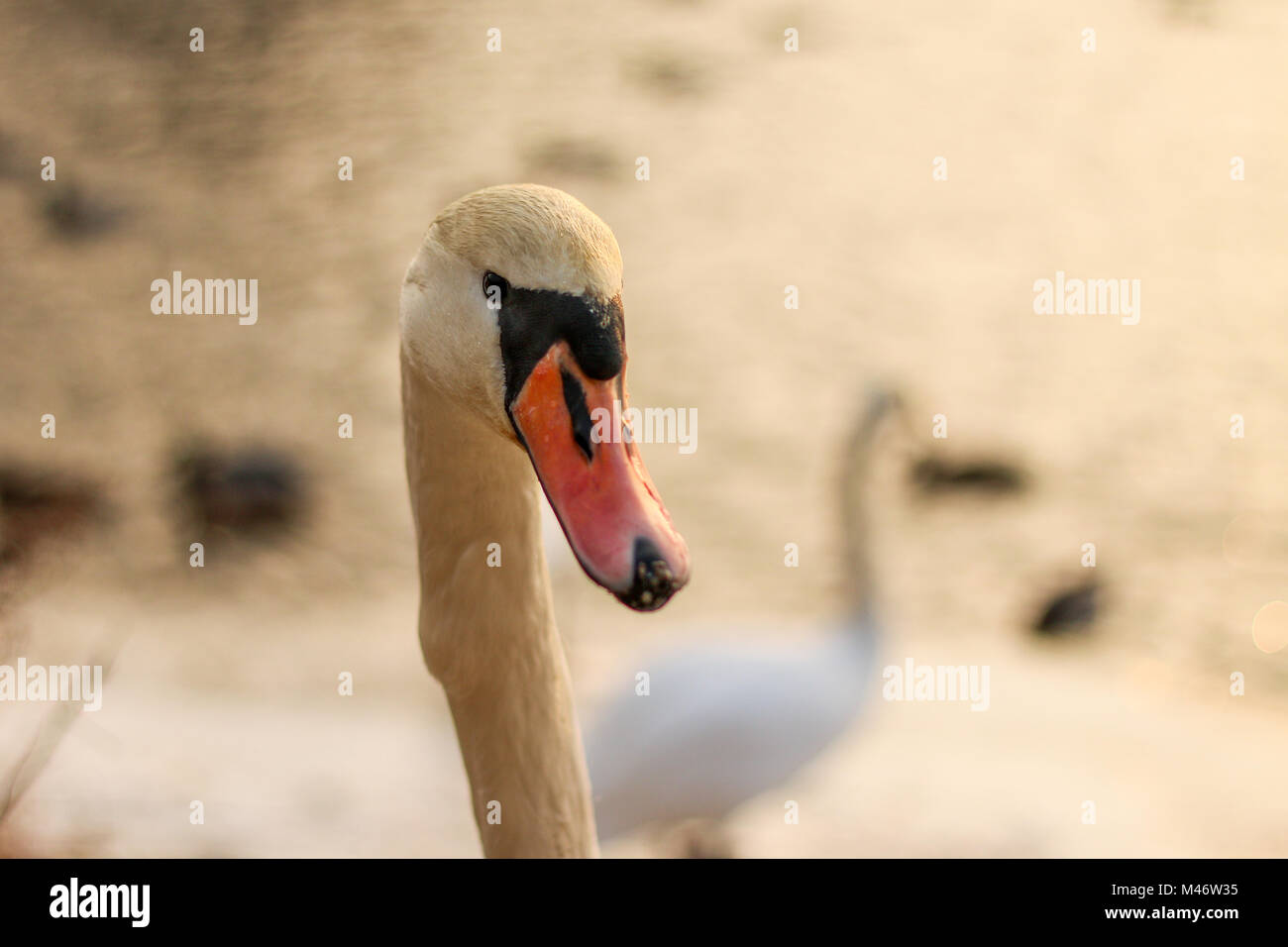 Ein Detail, das Bild von der Swan Kopf im Winter Sonnenuntergang mit Reflexion aus dem Wasser. Ist der Vogel starrte auf Sie. Stockfoto