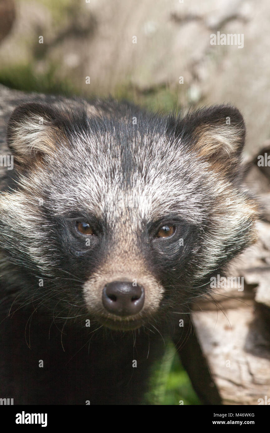 Marderhund (Nyctereutes procyonoides). Thrigby Hall Willdlife Gärten. 2017. Stockfoto