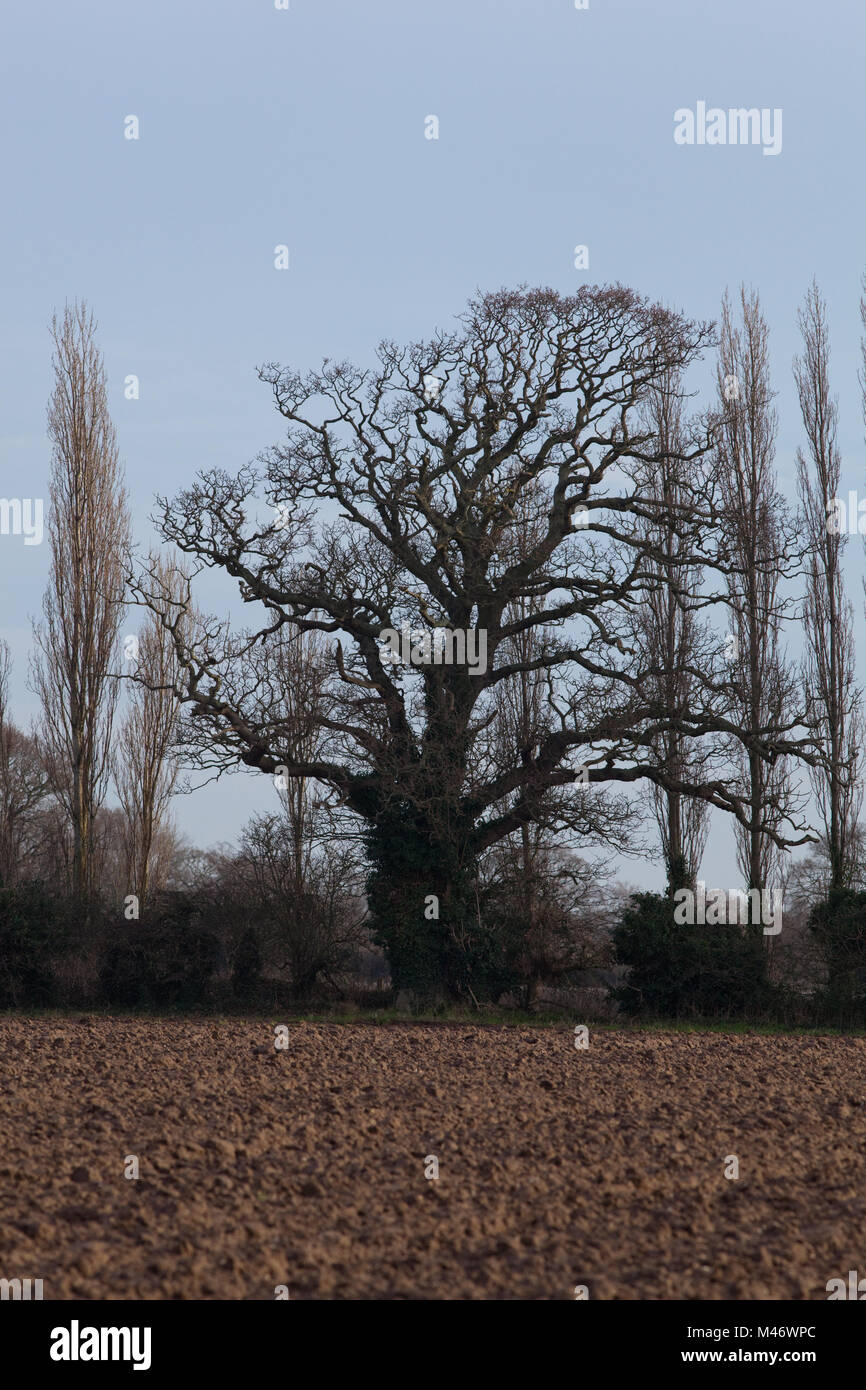 Eiche (Quercus robur) inmitten der Lombardei Pappeln (Populus nigra 'Italica'. In der Silhouette. Winter Formen entlang einer Eingedeicht landwirtschaftlicher Field Edge. Pop Stockfoto