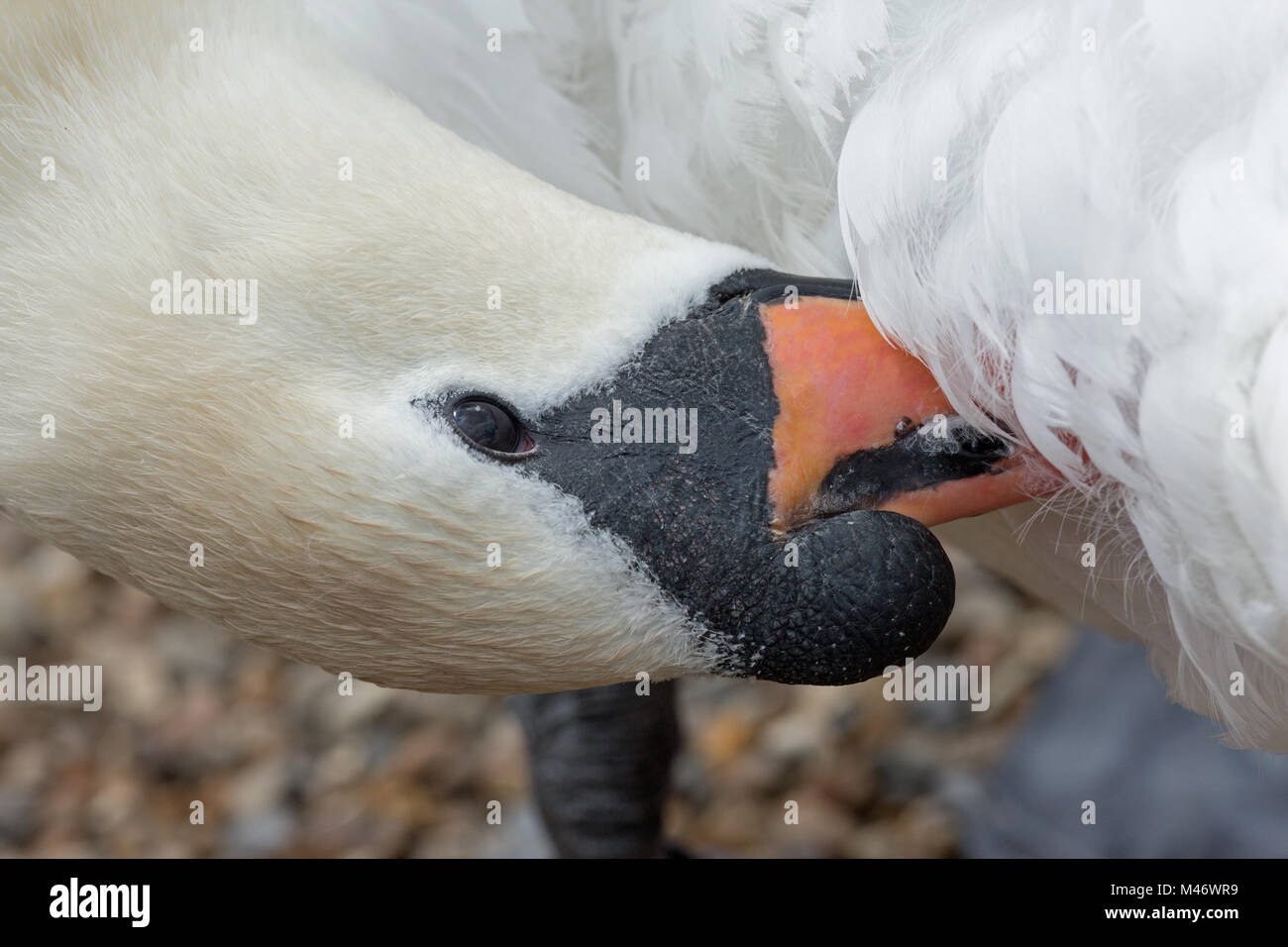 Höckerschwan (Cygnus olor). Putzen. Lamellen entlang der Ränder der Kiefer der Schnabel das Auskämmen Detritus aus Daunenfedern unter der Rute. Stockfoto