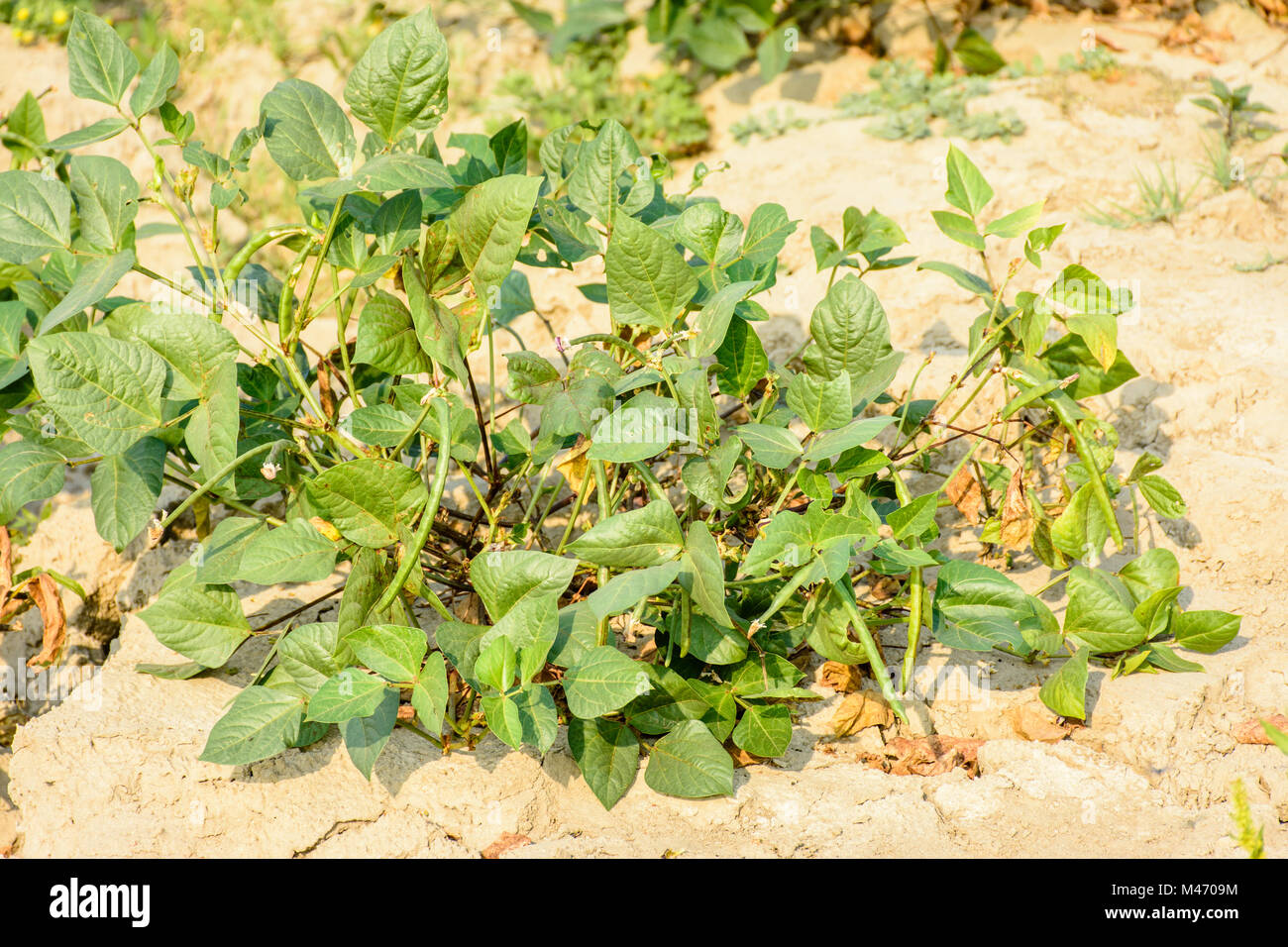 Foto von Kuh bean plant in der Farm Stockfoto