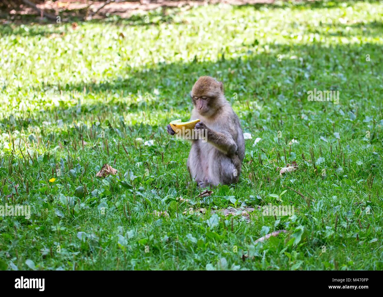 Bild von Spielen und Essen barbary macaques auf einer Wiese im Sommer Stockfoto