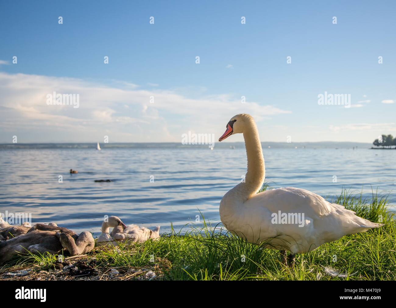 Höckerschwan ist weiblich Beobachtung ihrer Youngs an einem See in Deutschland bei einem sommerlichen Abend Stockfoto