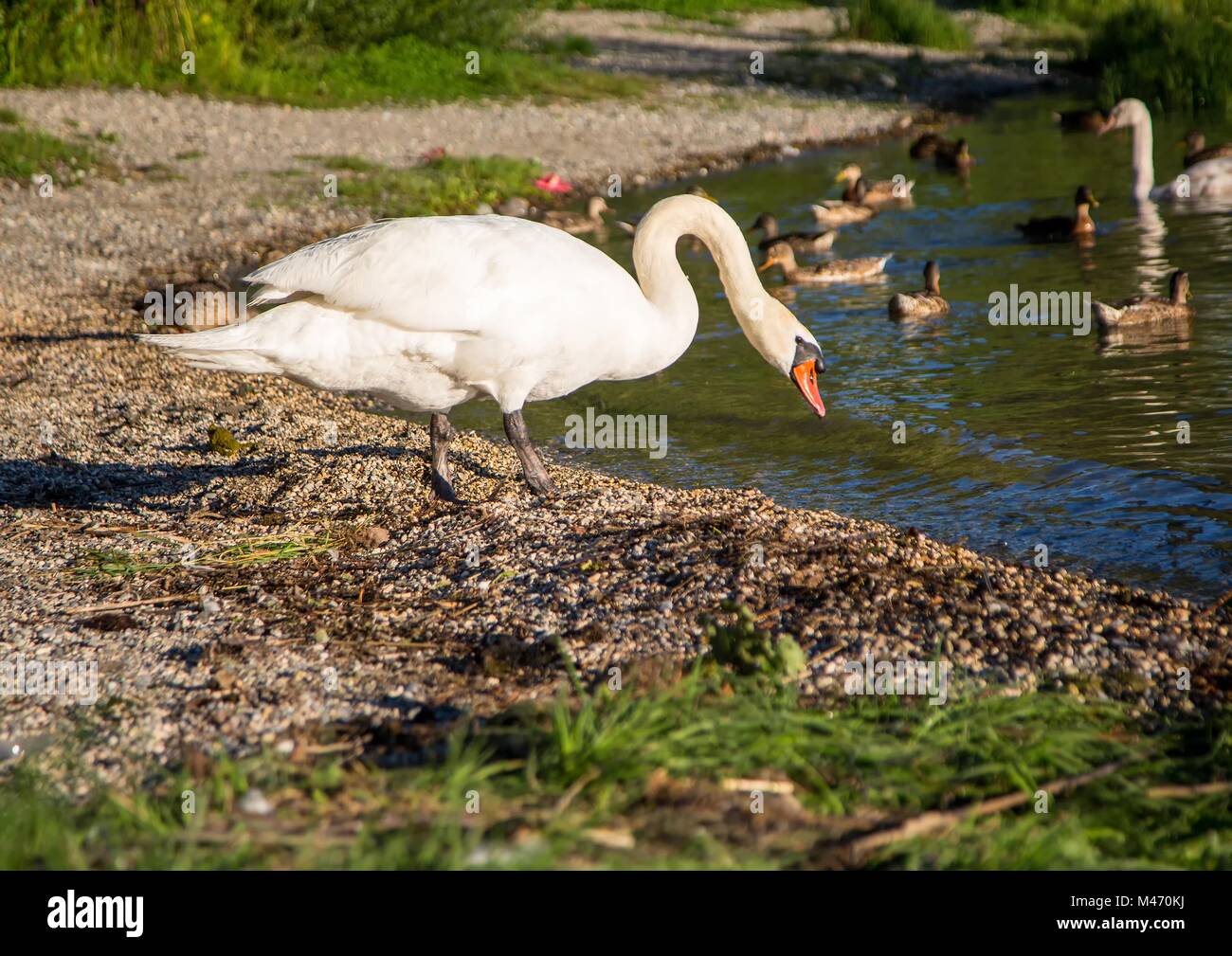 Höckerschwan ist weiblich Beobachtung ihrer Youngs an einem See in Deutschland bei einem sommerlichen Abend Stockfoto