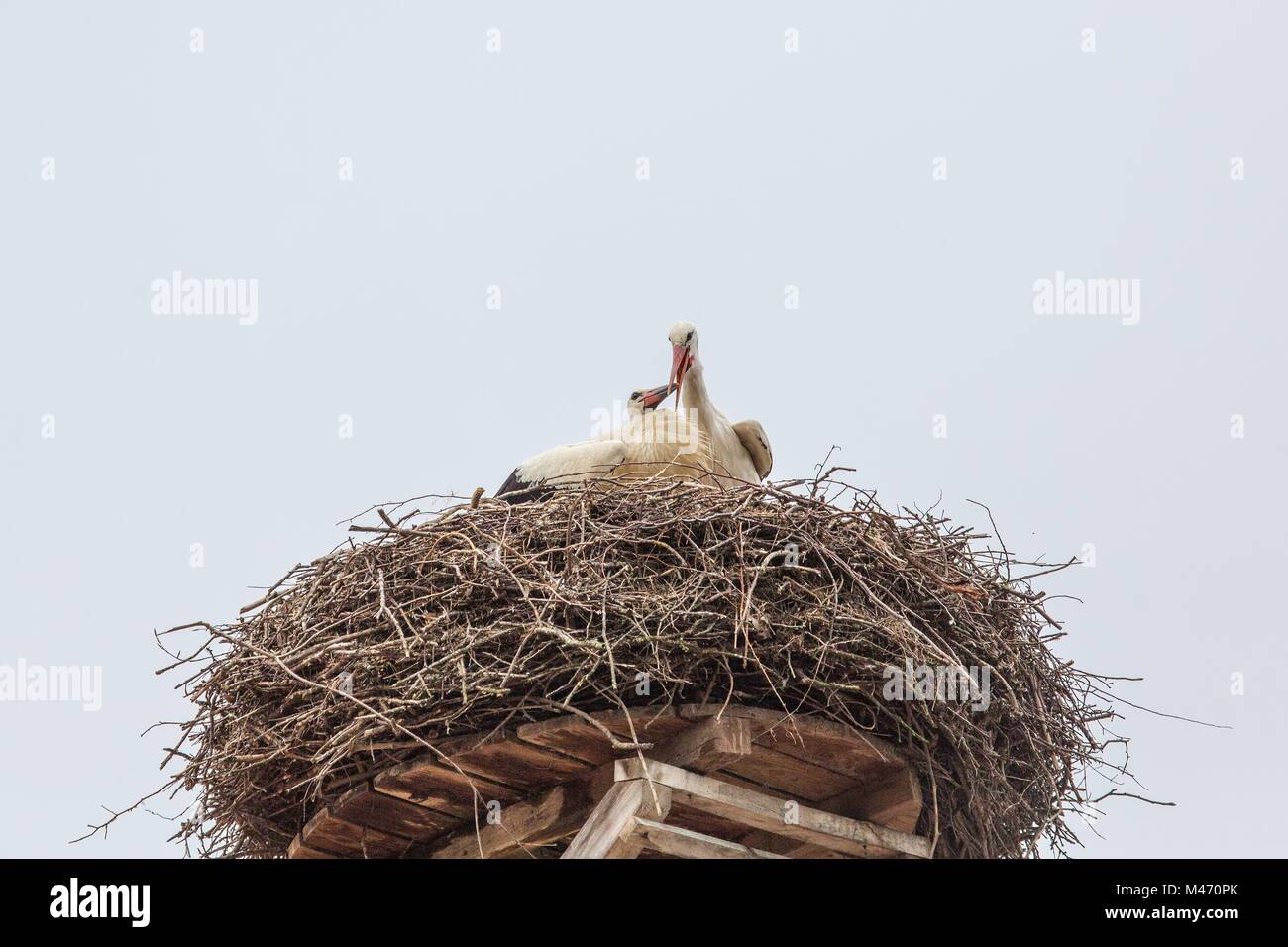 Weißstörche in sein Nest auf einem Dach in Deutschland im Sommer Stockfoto