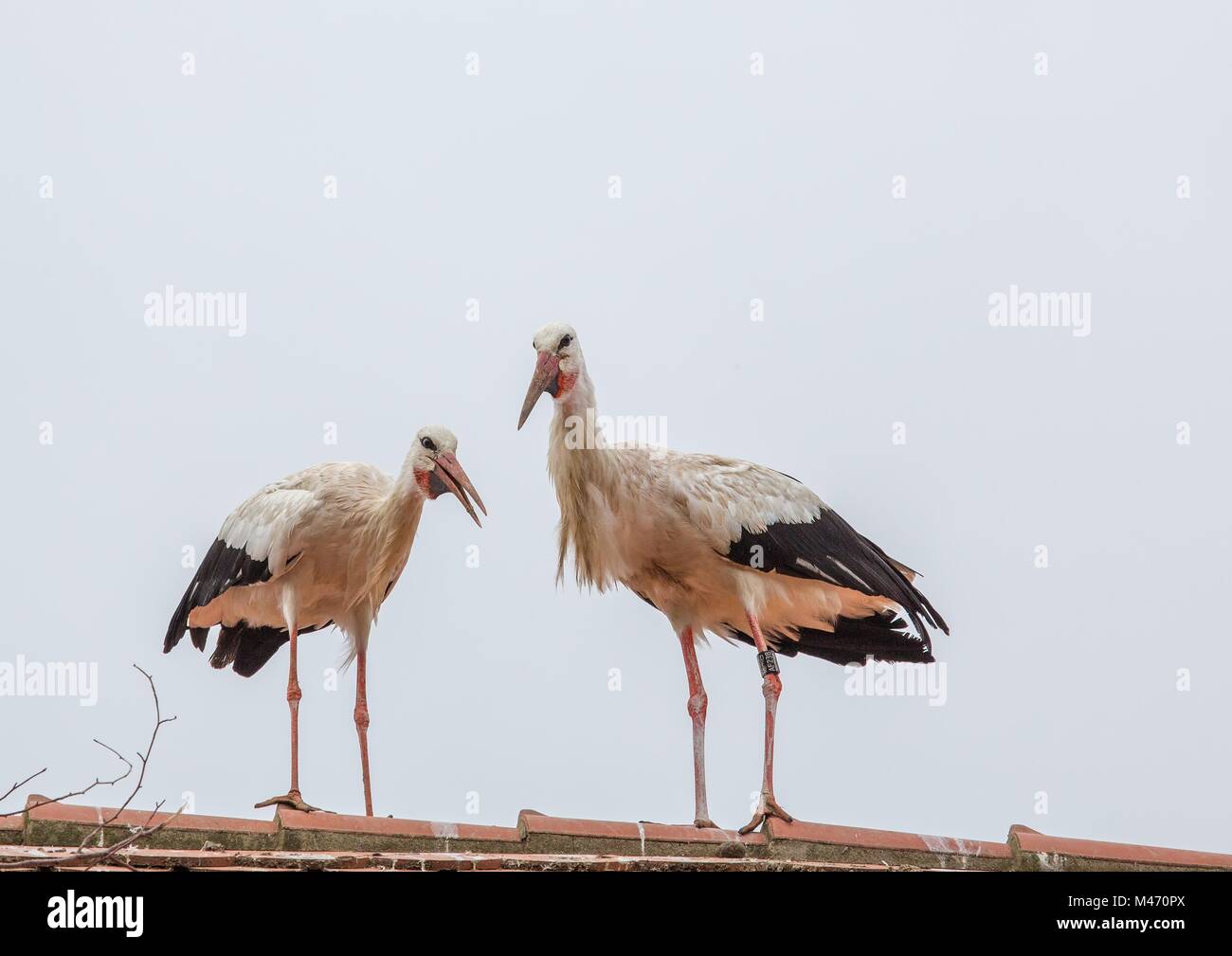 Weißstörche in sein Nest auf einem Dach in Deutschland im Sommer Stockfoto