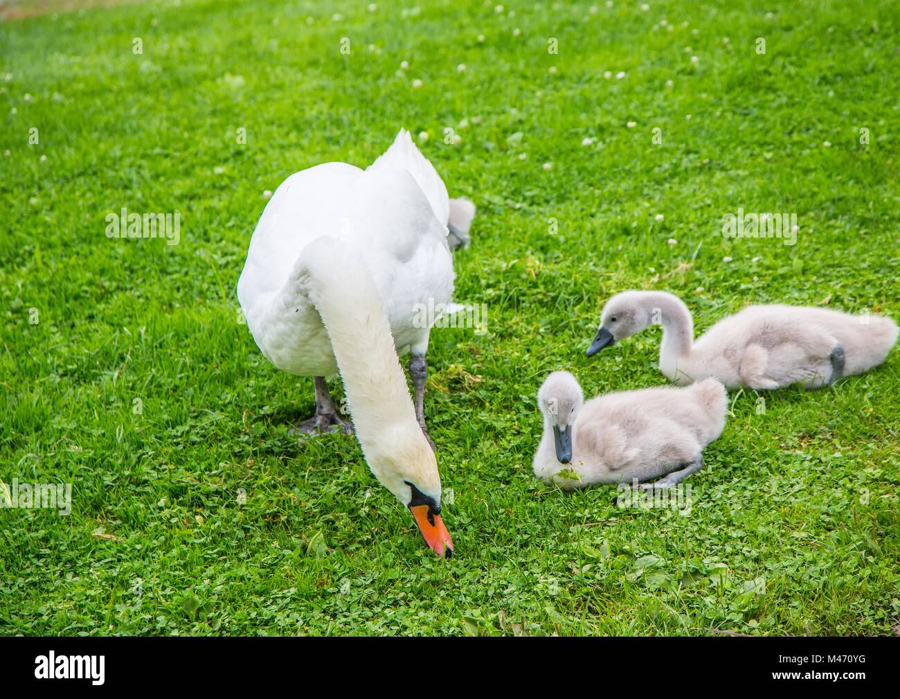 Eine Mute swan Familie auf einer Wiese in Süddeutschland Stockfoto