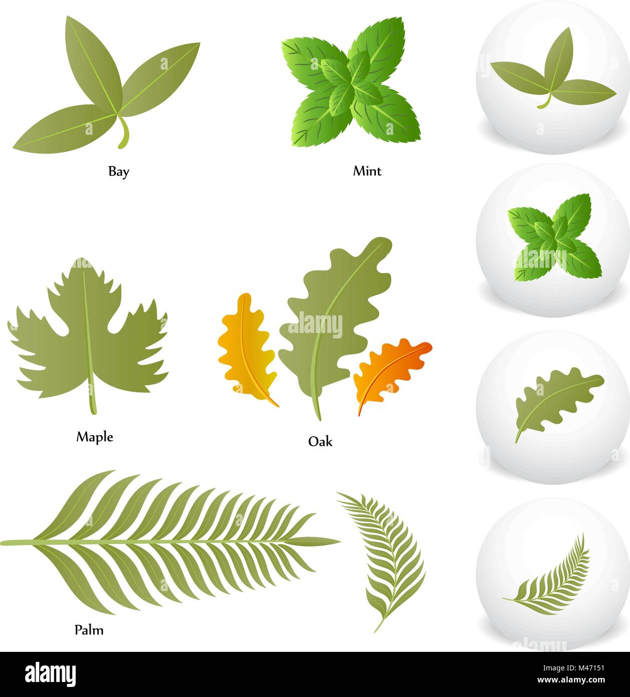 Ein Bild von Minze Eiche Ahorn Bay Palm Leaf Symbol Zeichnung eingestellt werden. Stock Vektor