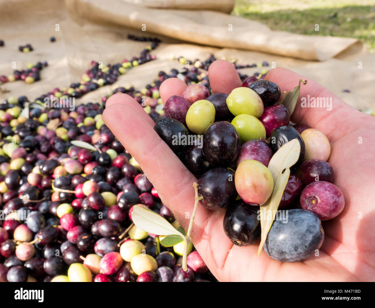 Mann Halt Reif Bio Oliven In Der Hand An Der Plantage In Der Nahe
