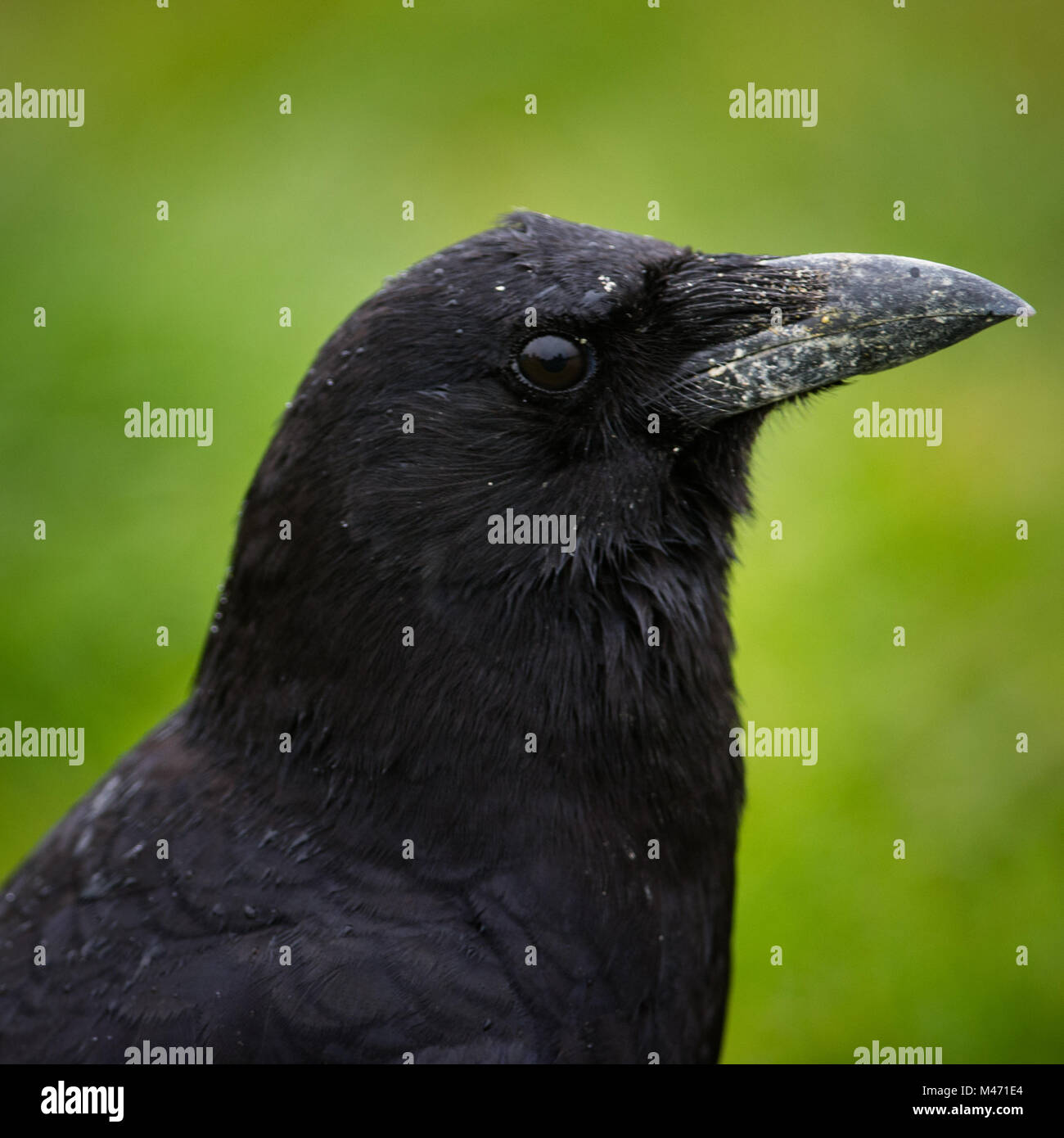 Nordwestlichen Crow Closeup Stockfoto