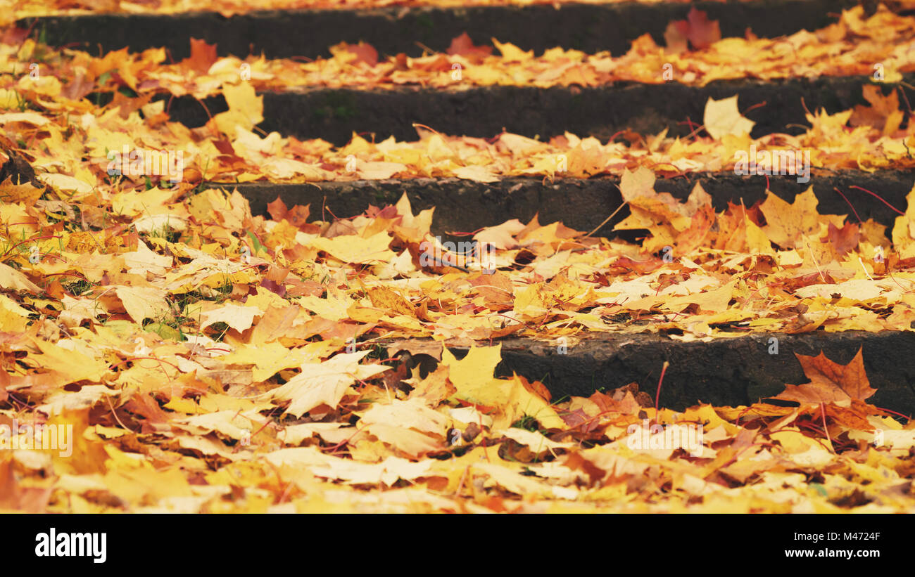 Taube, die zu Fuß auf dem Rasen in der Nähe von Lärche Baum Stockfoto