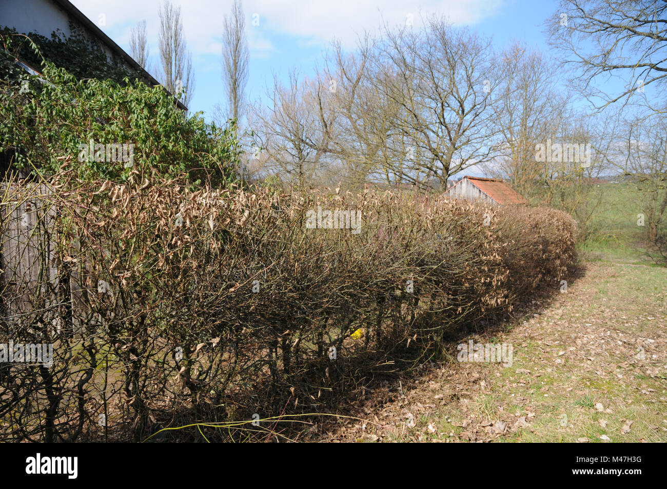 Carpinus Betulus Hainbuche Hedge Nach Dem Schneiden Stockfoto
