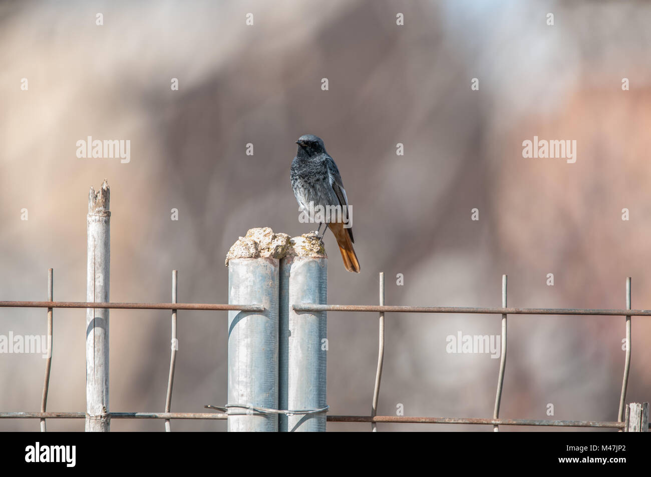 Black redtail, Phoenicurus ochruros, auf einem Metallzaun, Santpedor, Katalonien, Spanien Stockfoto