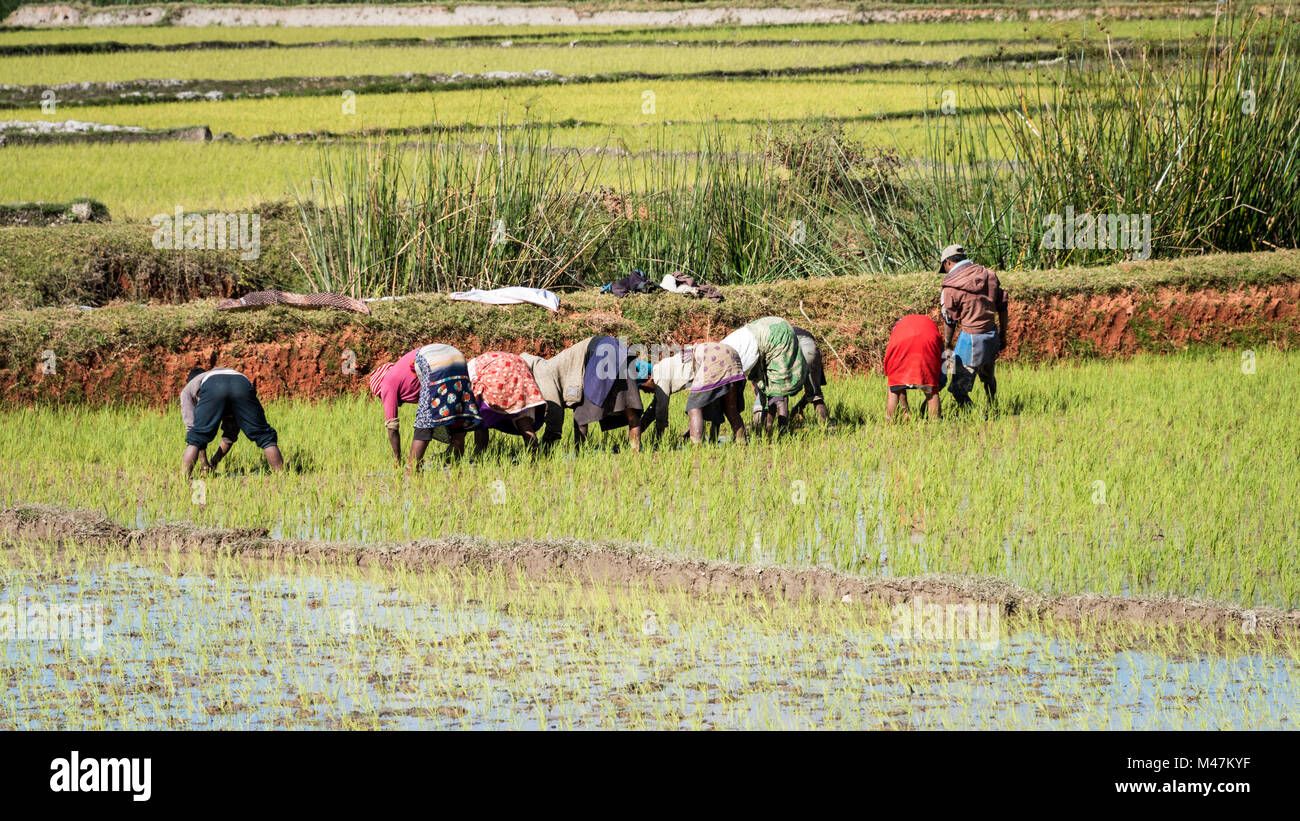 Die Reisfelder von Hand, Südliche Madagaskar Stockfoto