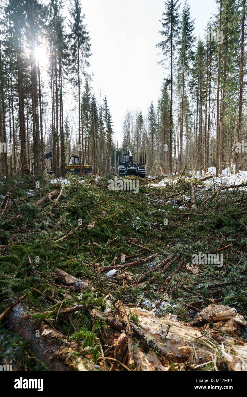 Im Wald führt die Arbeit an die Holzernte Stockfoto