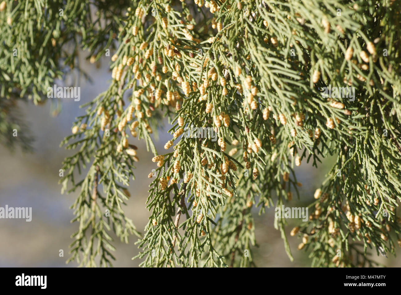Cupressus sempervirens, Italienisch Cupress, Sky Stockfoto