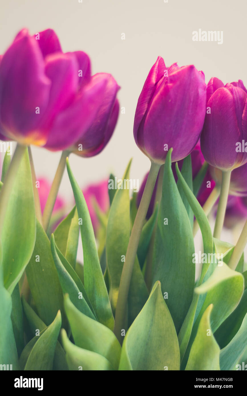 Lila Tulpen Makro, Schöne Tulpe Blumen closeup Stockfoto