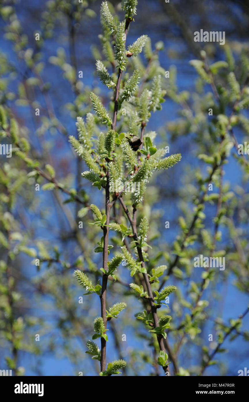 Salix aurita, Ohr Weide, weibliche Blüten mit Bumblebee Stockfoto