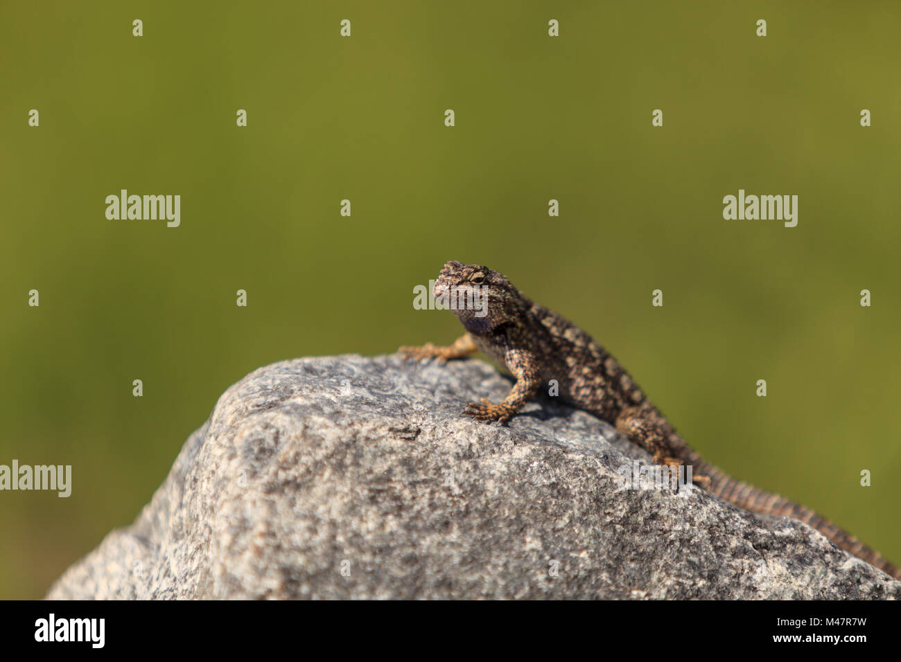 Braun gemeinsamen Zaun Eidechse, Sceloporus occidentalis bezeichnet Stockfoto