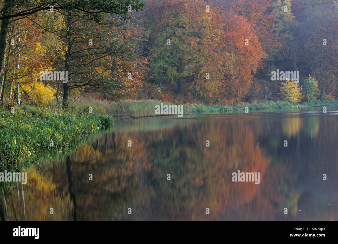 Herbstliche Atmosphäre auf einem Wald Teich/Jægersborg Stockfoto