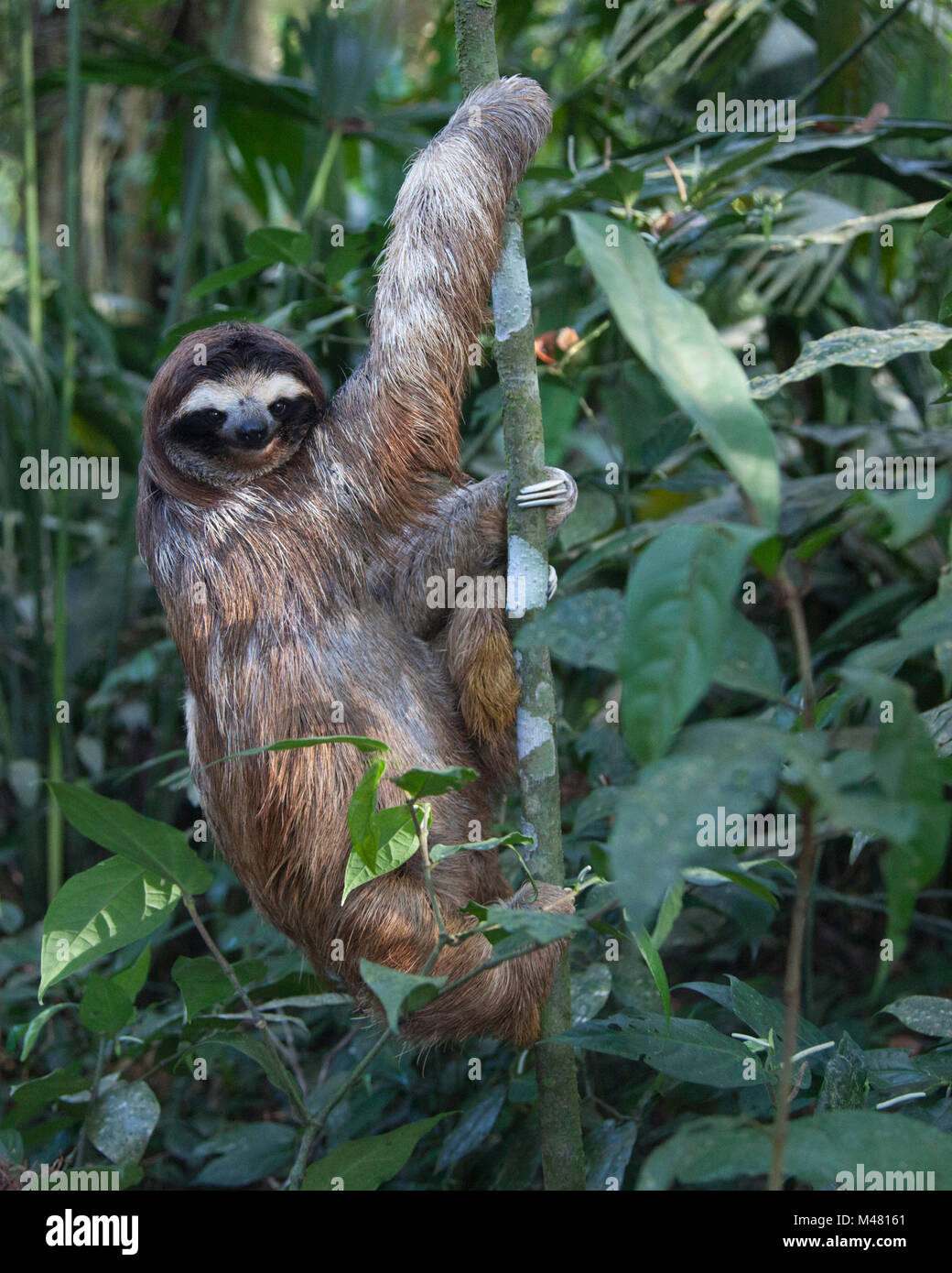 Brown-throated Dreifingerfaultier (Bradypus Variegatus) Kletterbaum in Faultier Heiligtum Stockfoto