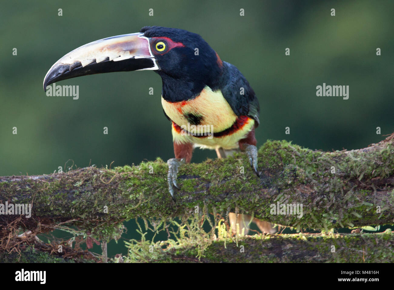 Collared Aracari (Pteroglossus Manlius) im Regenwald von Costa Rica Stockfoto