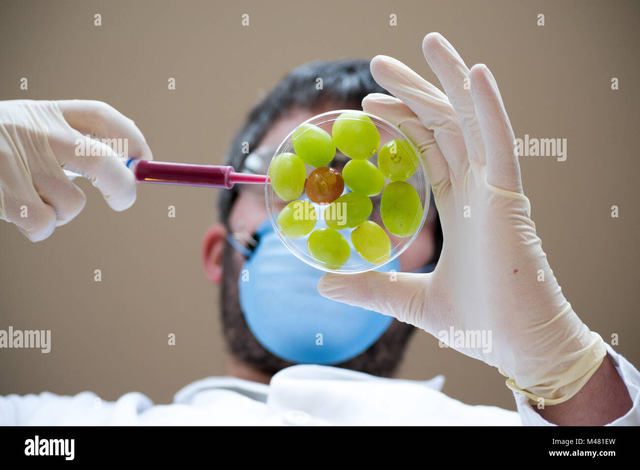 Wissenschaftler Erstellen von GVO-Trauben Stockfoto