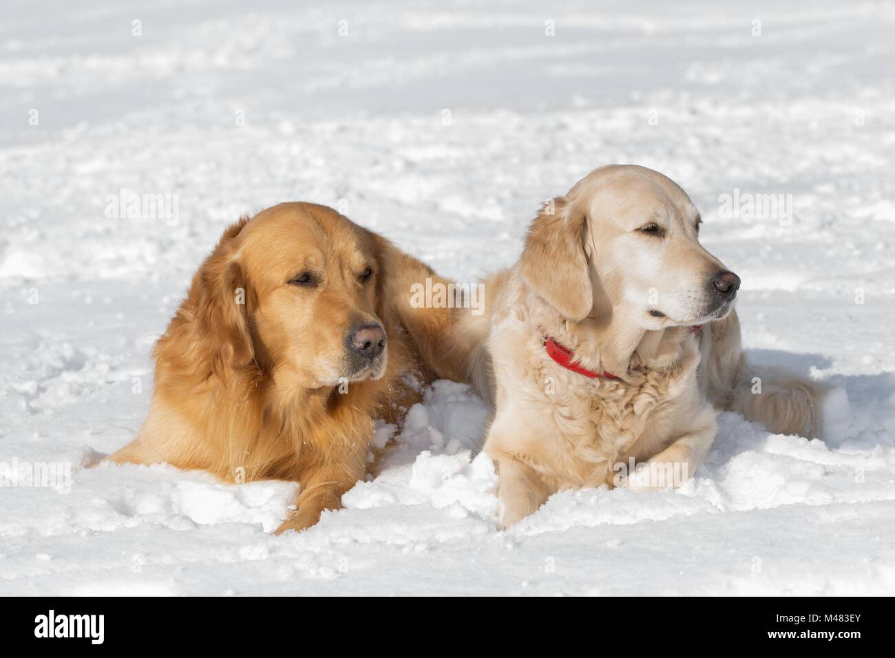 Zwei Hunde (Golden Retriever) im Winter im Schnee liegen Stockfoto