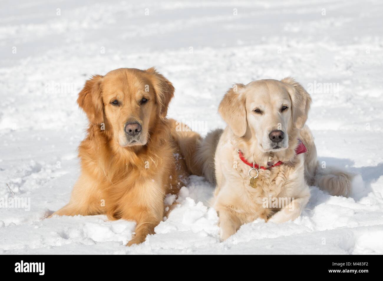 Zwei Hunde (Golden Retriever) im Winter im Schnee liegen Stockfoto