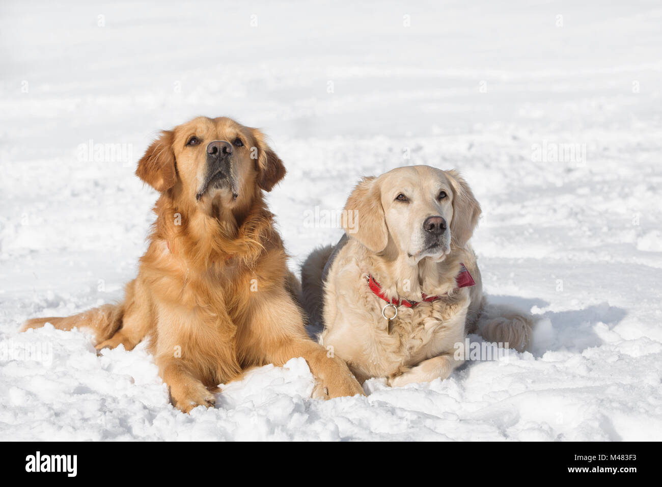 Zwei Hunde (Golden Retriever) im Winter im Schnee liegen Stockfoto
