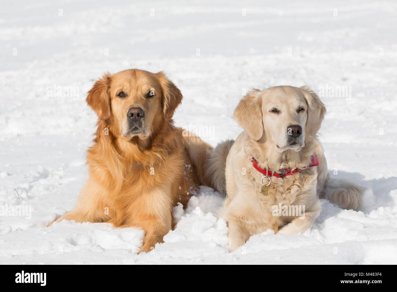 Zwei Hunde (Golden Retriever) im Winter im Schnee liegen Stockfoto