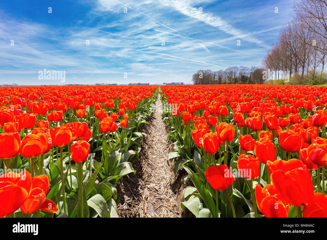 Bereich der roten Tulpen Blumen mit blauem Himmel in Holland Stockfoto
