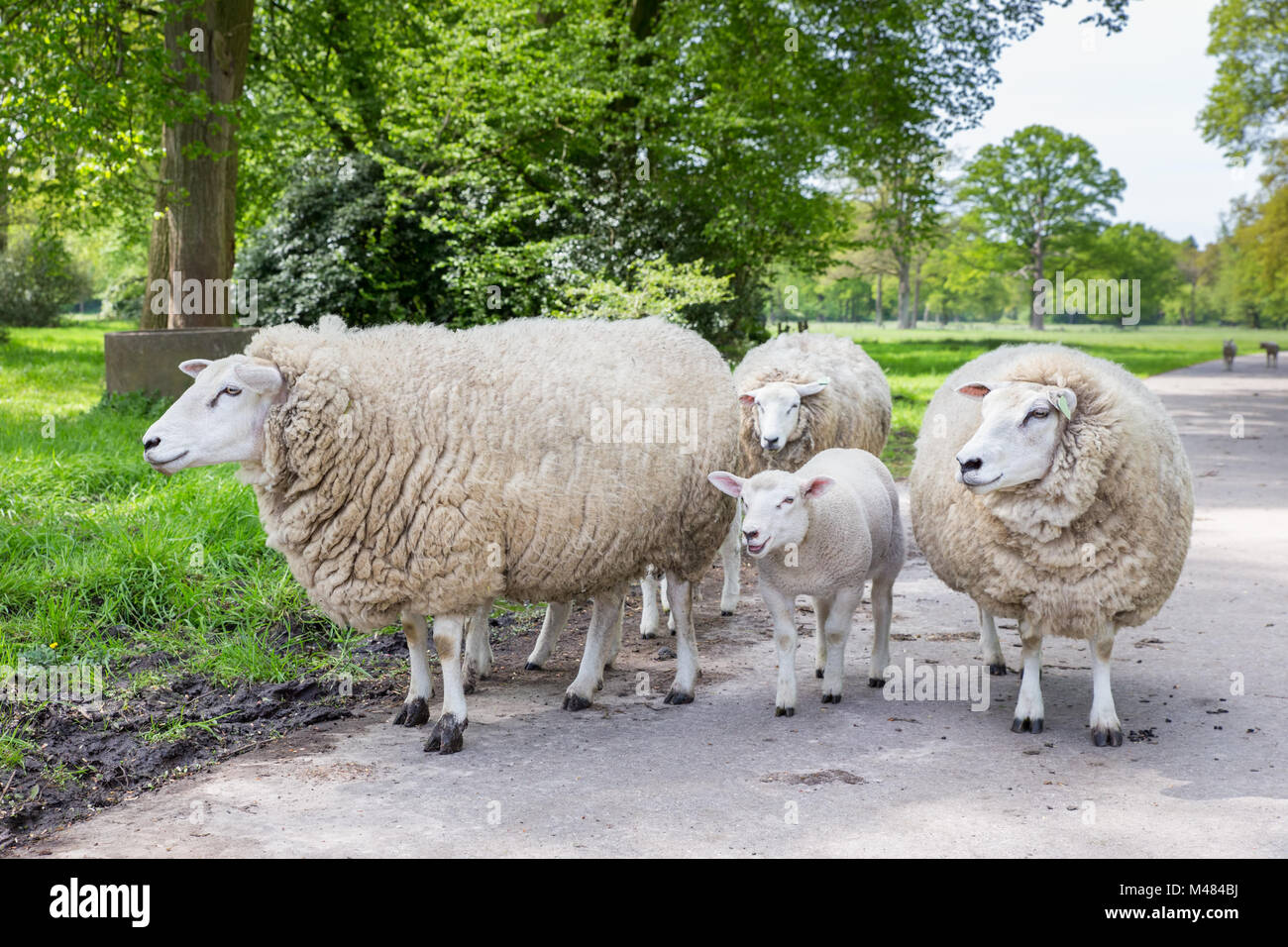 Gruppe von weissen Schaf und Lamm auf der Straße in der Natur Stockfoto