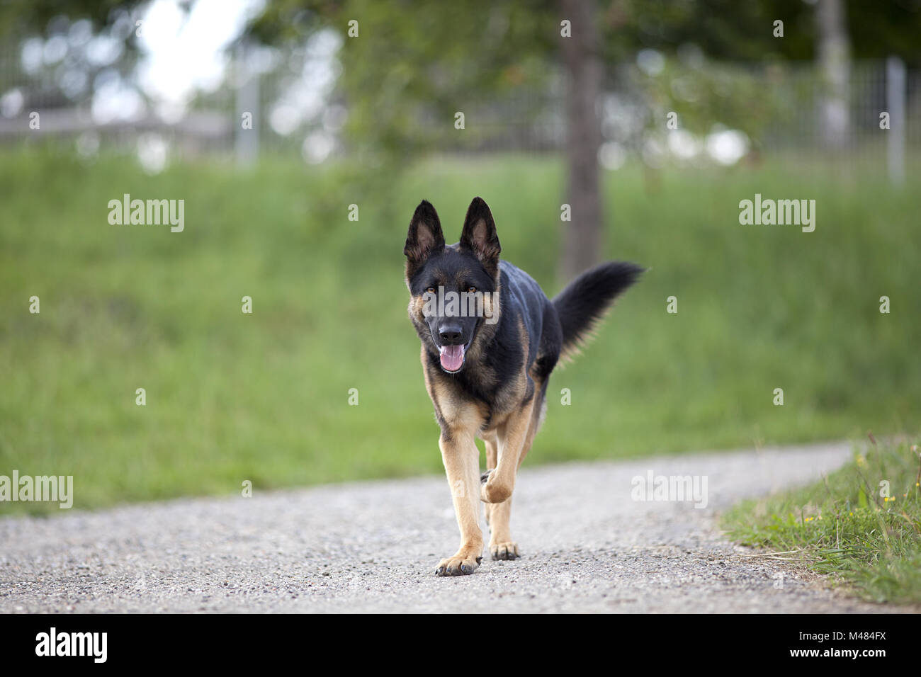 Deutscher Schäferhund Hund spazieren gehen Stockfoto