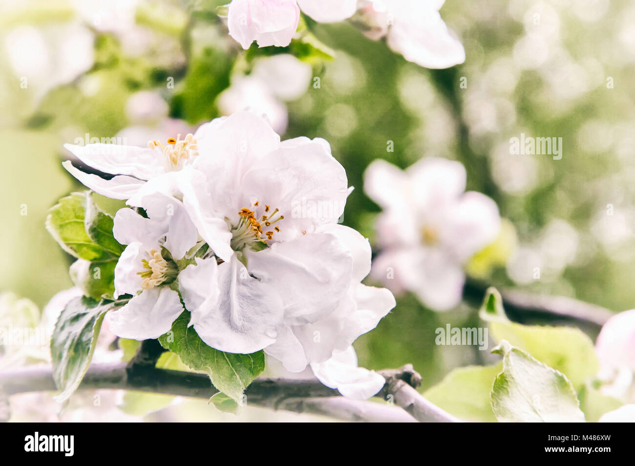 Zweig der blühenden Apfelbaum auf einem Hintergrund einen grünen Garten. Stockfoto