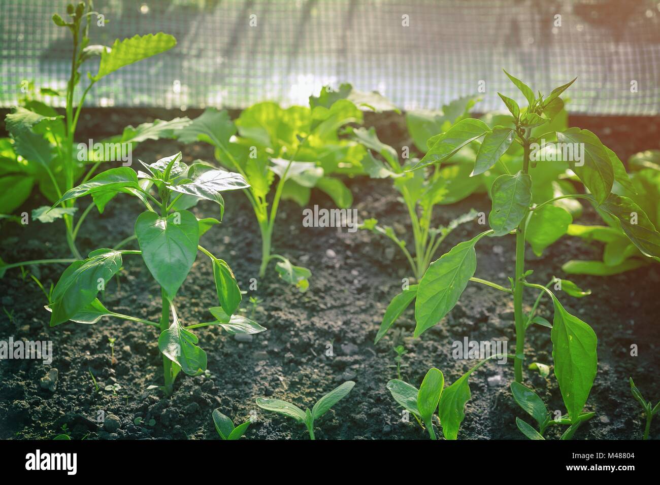 Junge Pflanzen im Gewächshaus Bilder aufnehmen mit Hintergrundbeleuchtung Stockfoto