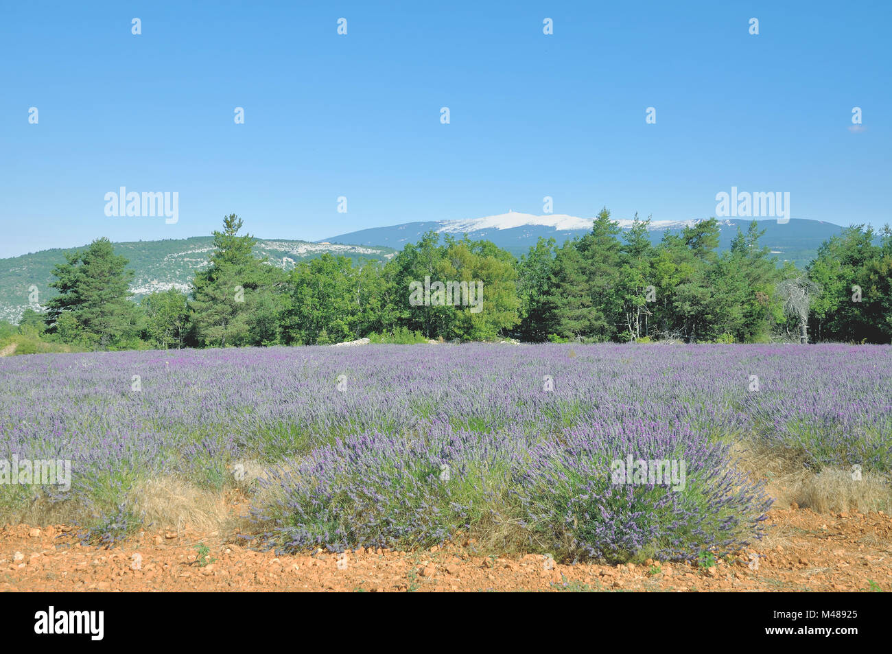 Blick auf den Mont Ventoux in der Provence, im Süden Frankreichs Stockfoto