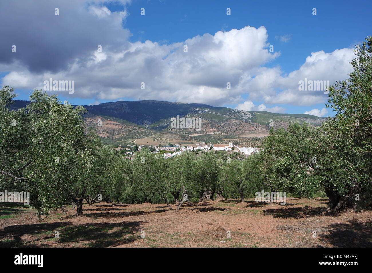 Andalusien, Landschaft mit Olivenbäumen Stockfoto