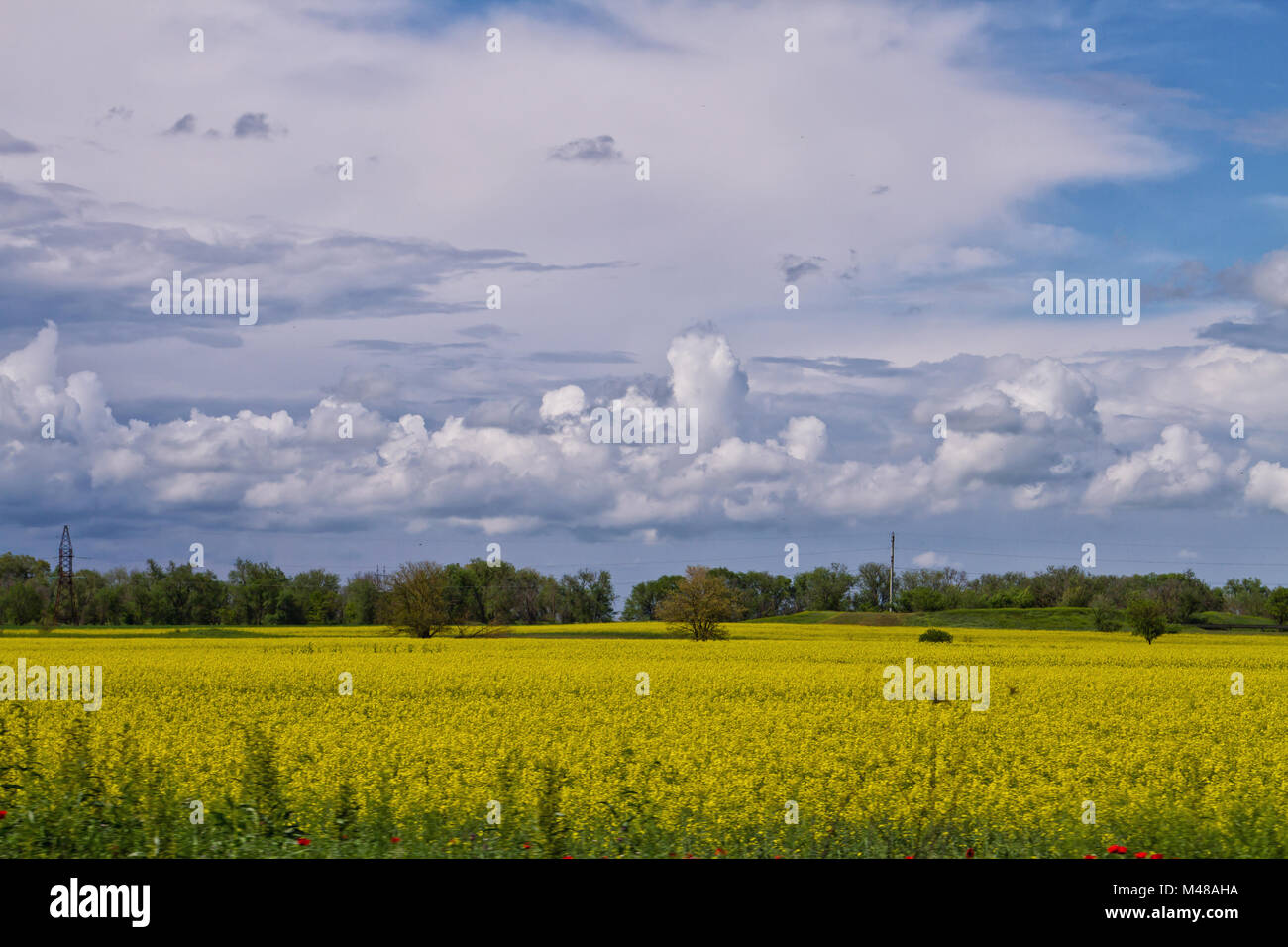 Landschaft mit blühenden Buchweizen Feld und flauschige Wolken Stockfoto