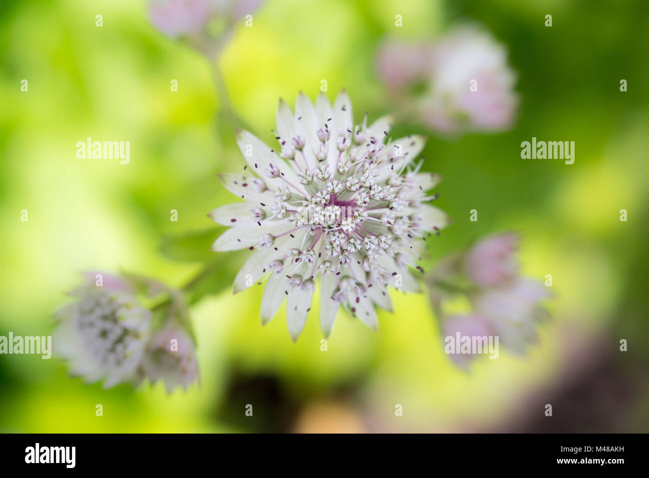 Große Sterndolde Stockfoto