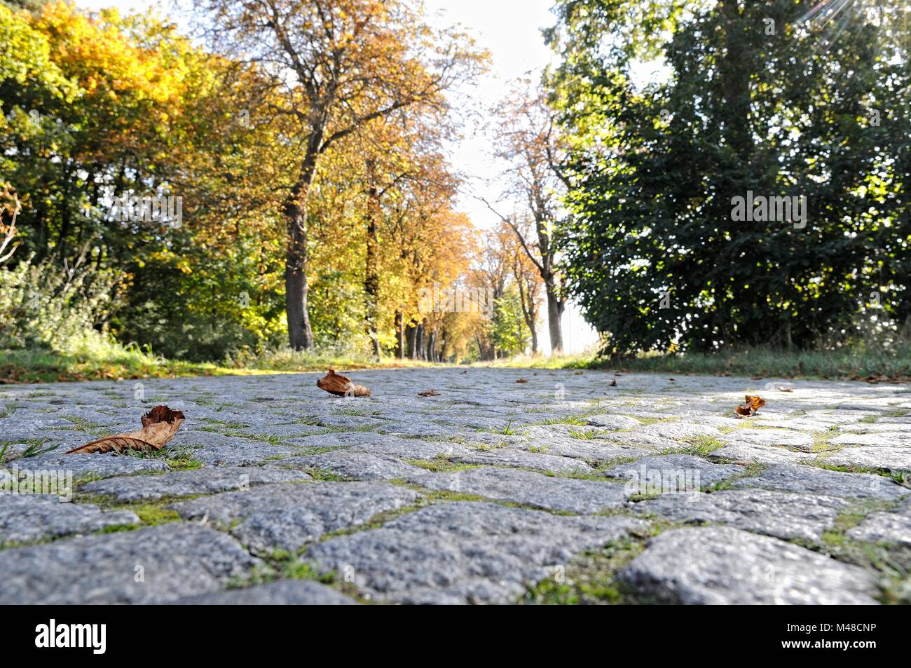 Kopfsteinpflaster in der Linden Gasse in Reinberg Deutschland im Herbst Stockfoto