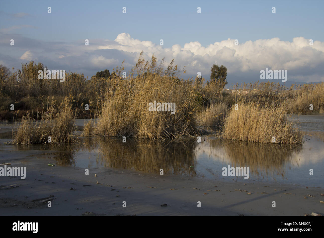 Büsche in den Teich Stockfoto