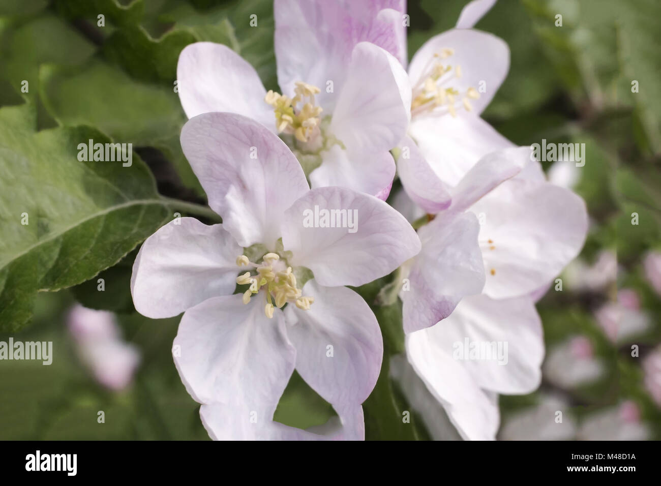 Zweig der blühenden Apfelbaum auf einem Hintergrund einen grünen Garten. Stockfoto