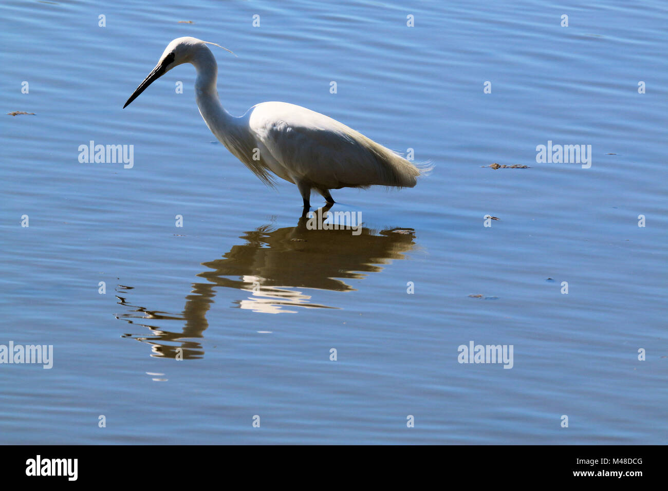 White Egret nach Essen suchen Stockfoto