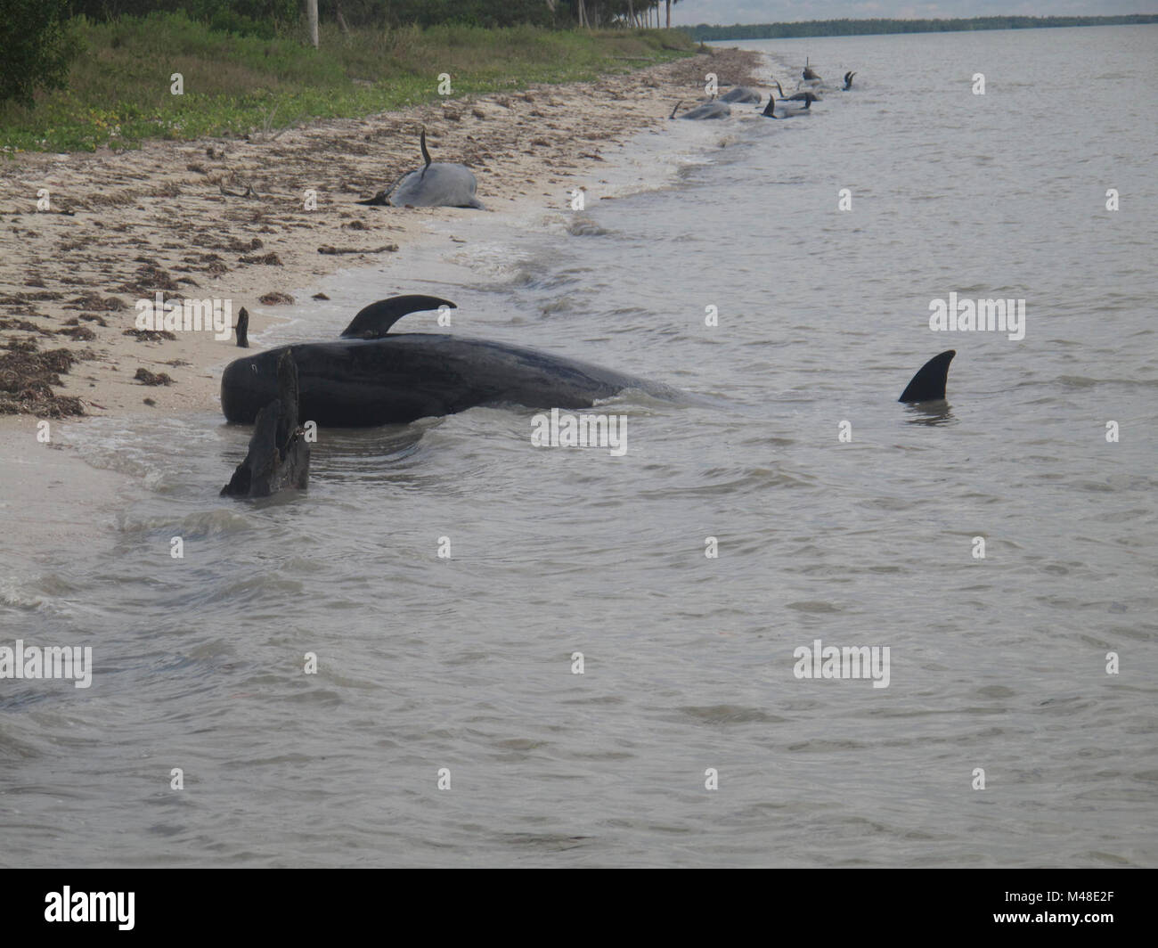 Eine Reihe von Strände Wale auf Highland Beach. Stockfoto