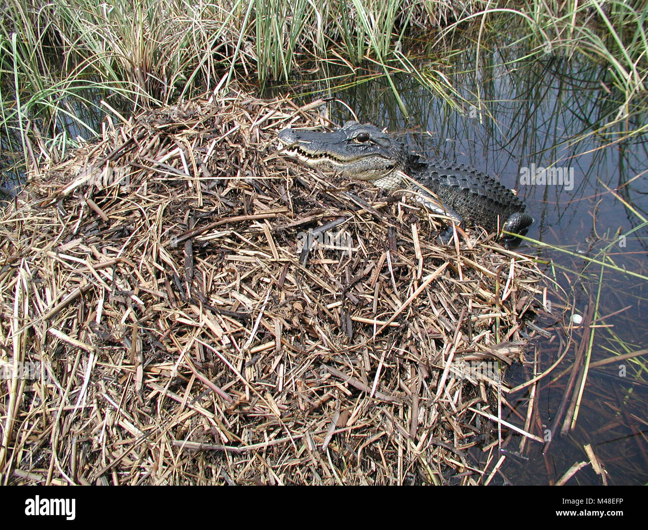 Alligator Nest Stockfotografie Alamy