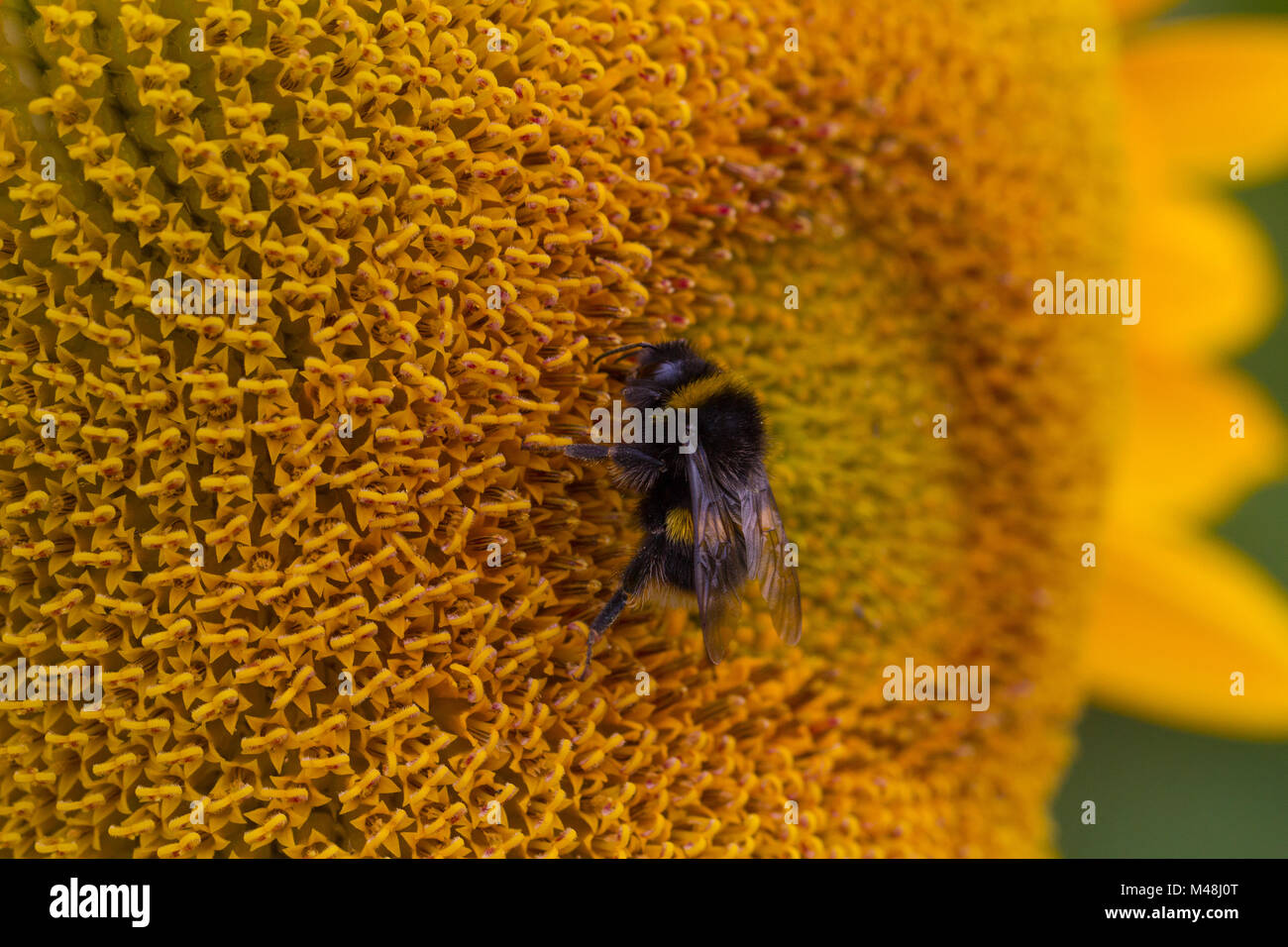 Detailansicht einer Biene auf einer Sonnenblume Stockfoto
