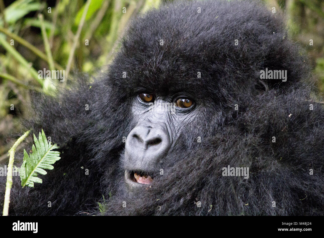 Junge Gorillas im Virunga National Park, Ruanda. Stockfoto