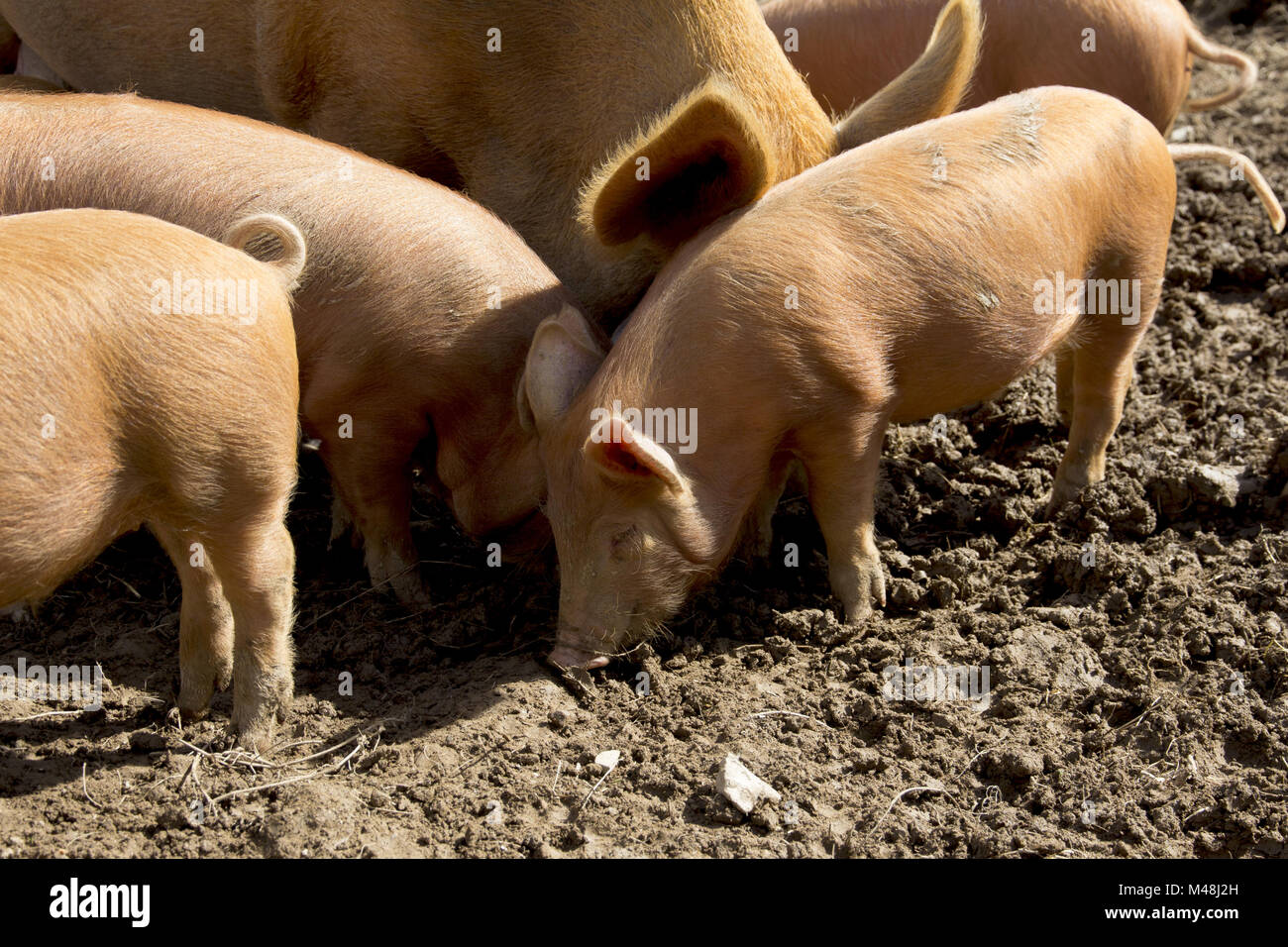 Tamworth Ferkel Stockfoto
